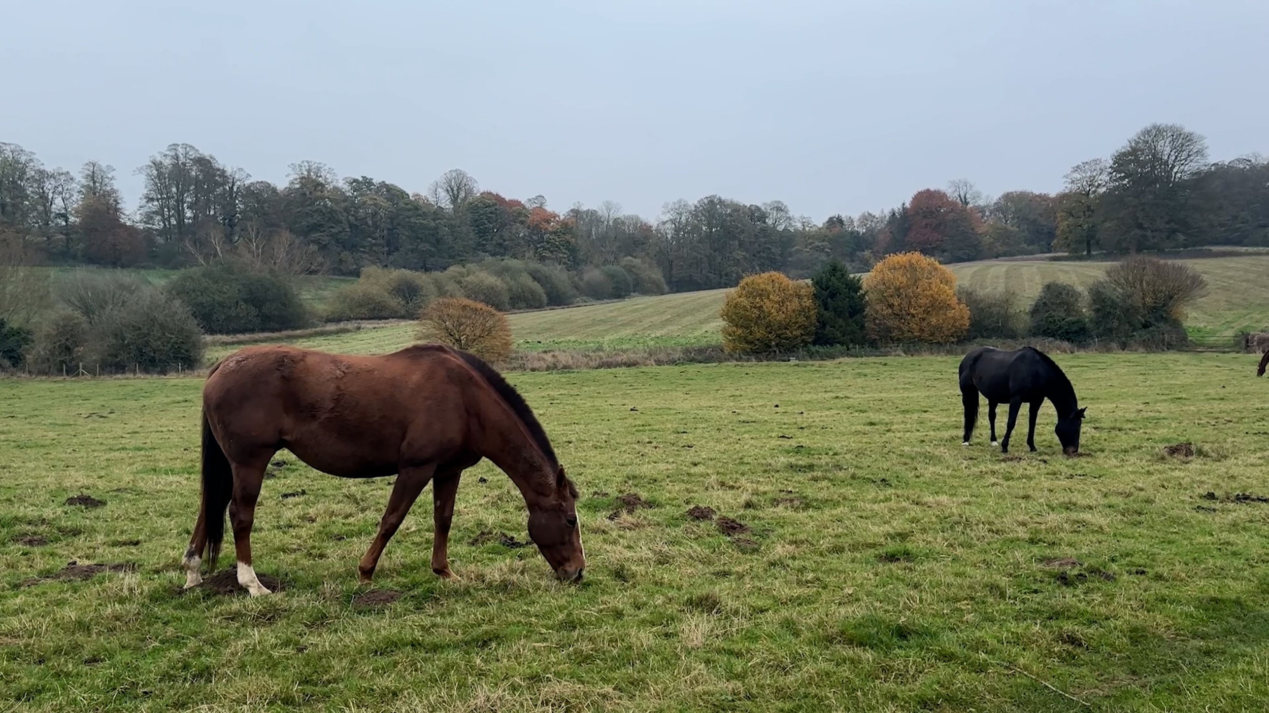 Horses on a pasture in the cotswolds.jpg